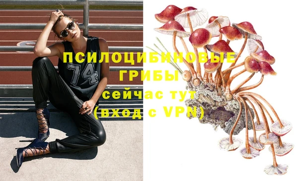 стаф Новокубанск